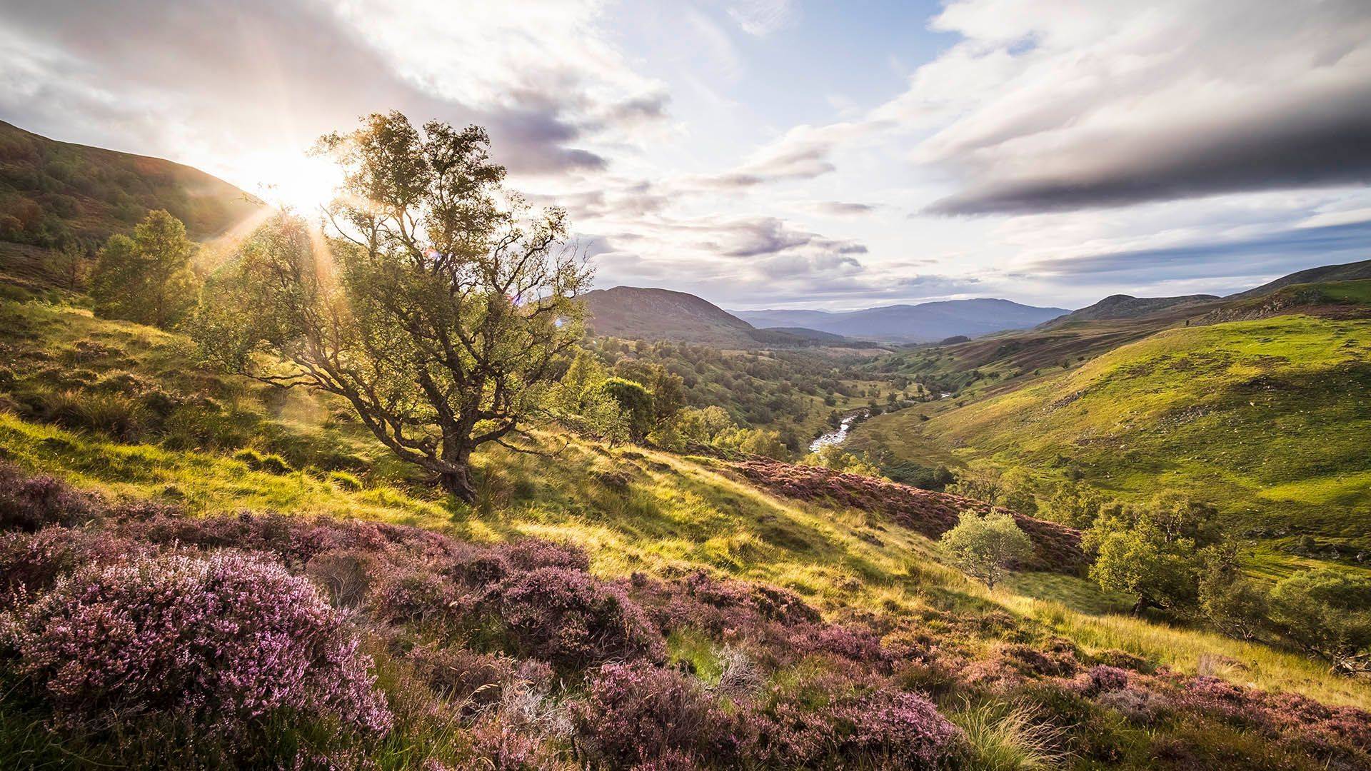 rewilding in Scotland