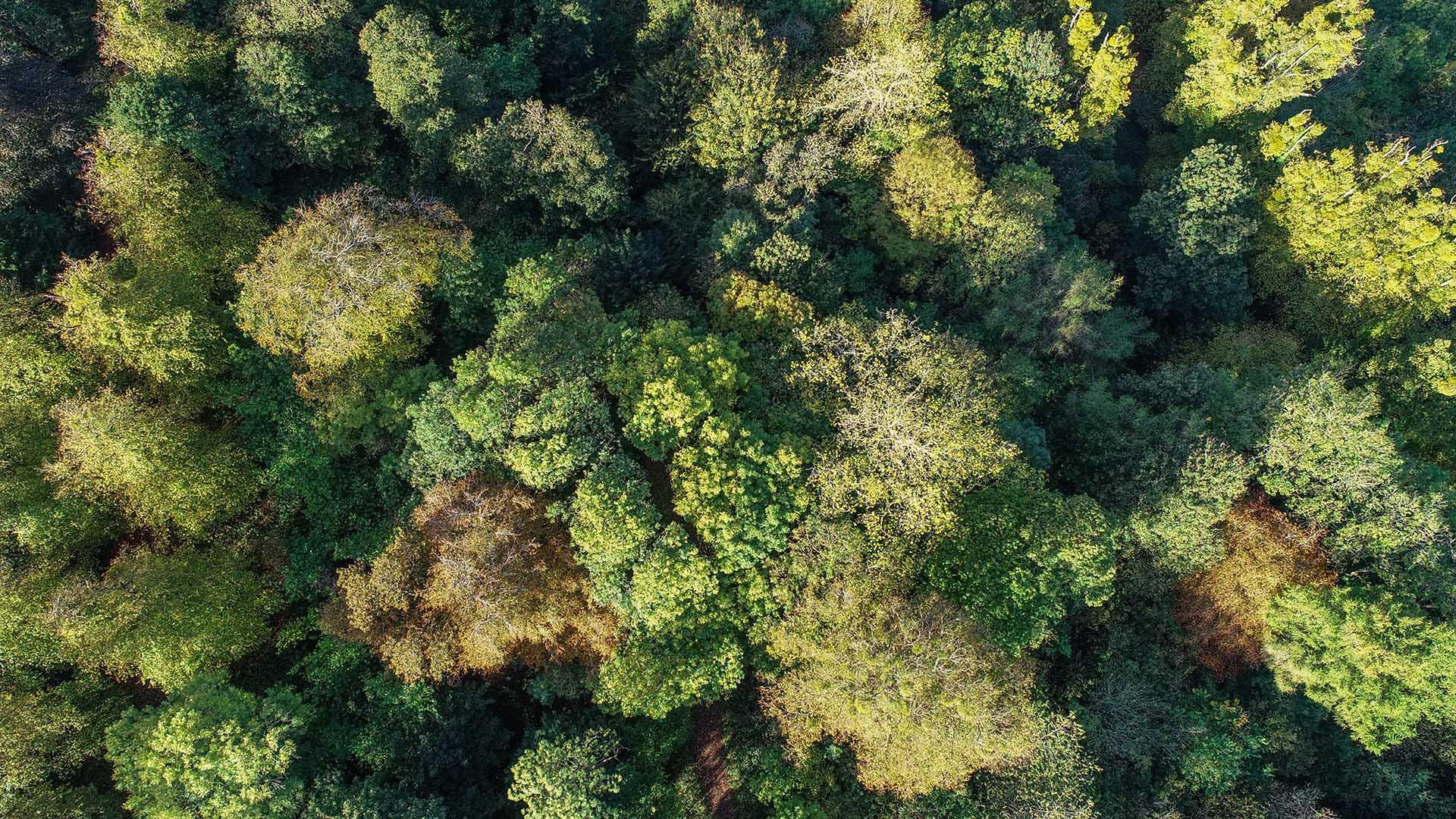 A forest from above