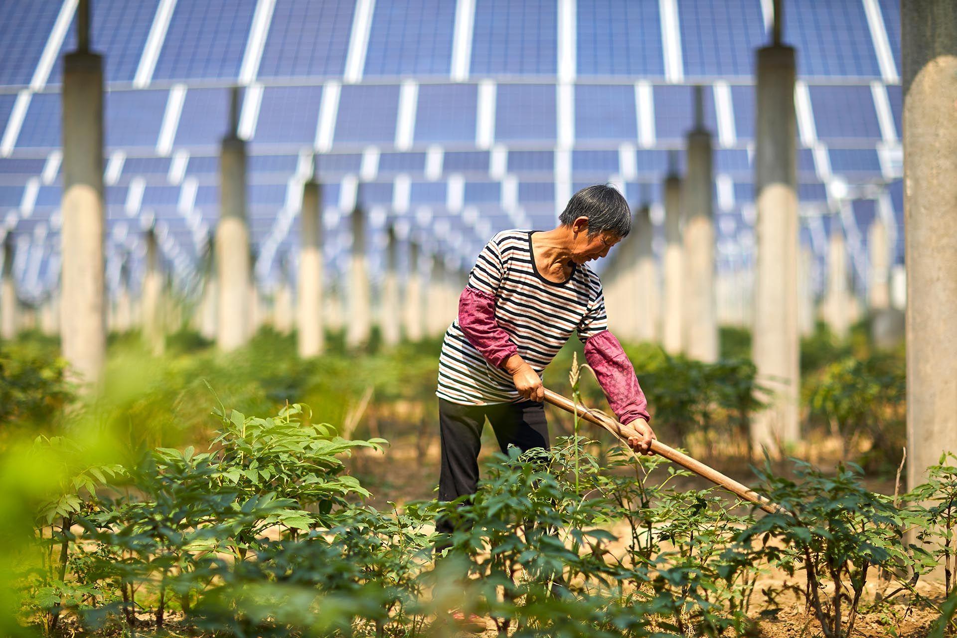 A woman tending plants under neath solar panels